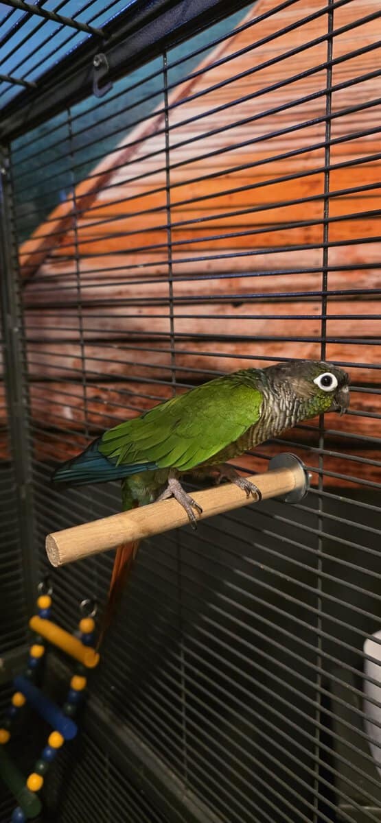 Gus the Conure image 3