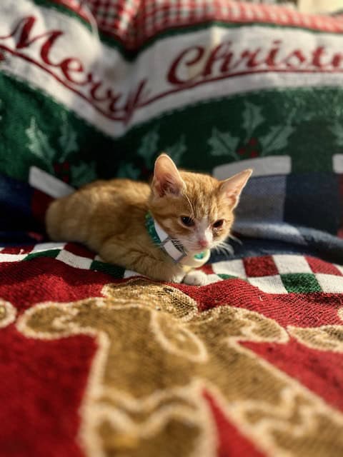 3 KITTENS AVAILABLE FOR ADOPTION. CALICO + ORANGE image 4