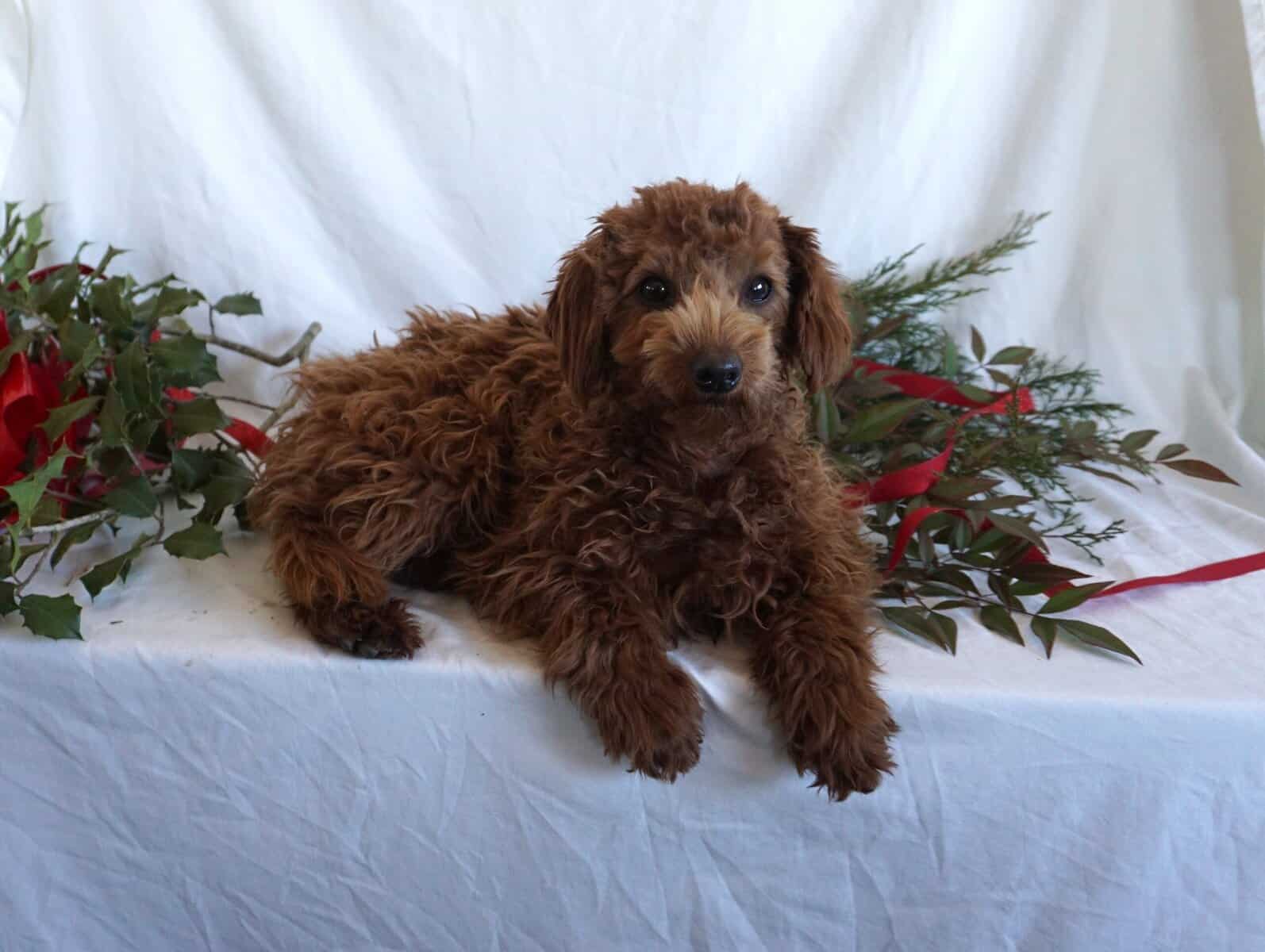 Bertha- F1B Mini Goldendoodle image 7