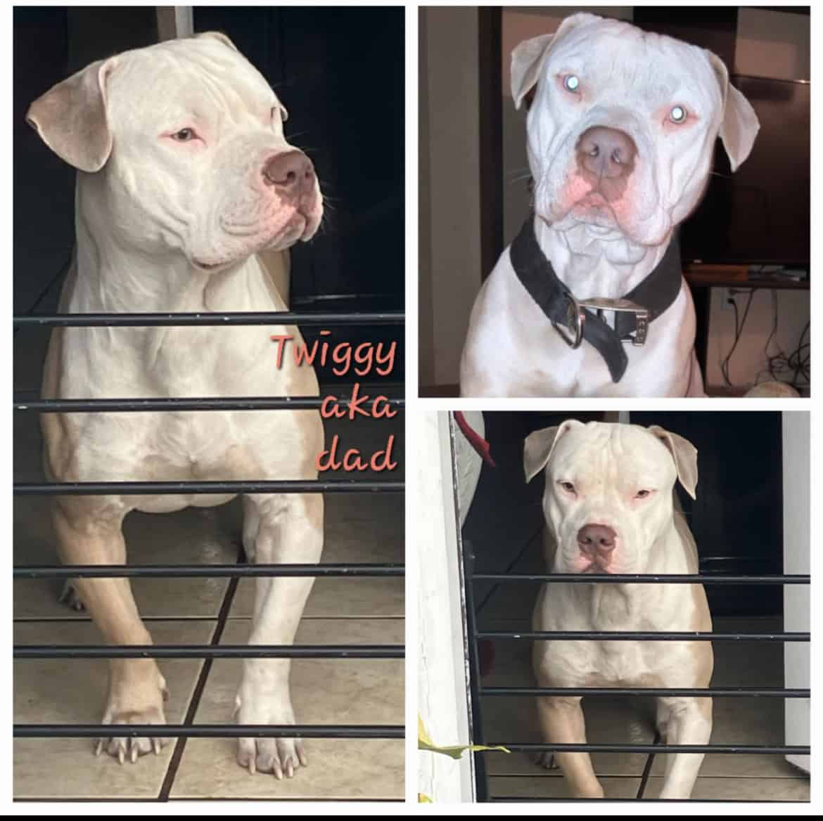 Bully puppies image 3