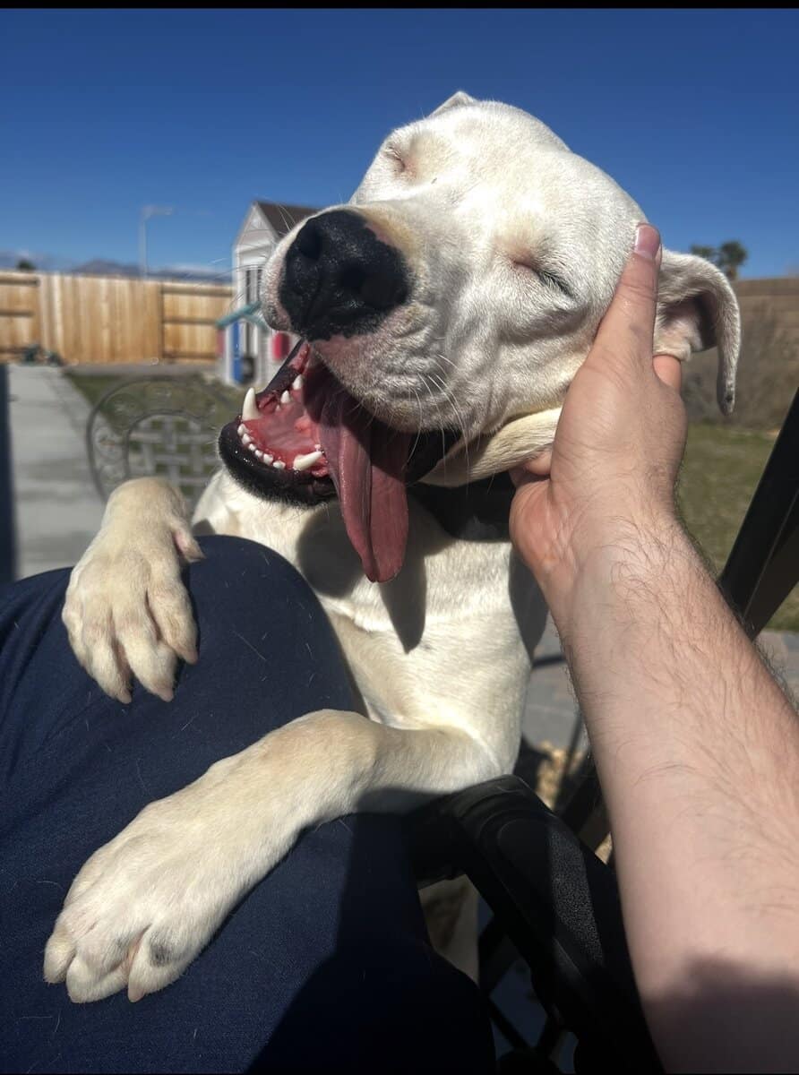 Pitbull mix image 1