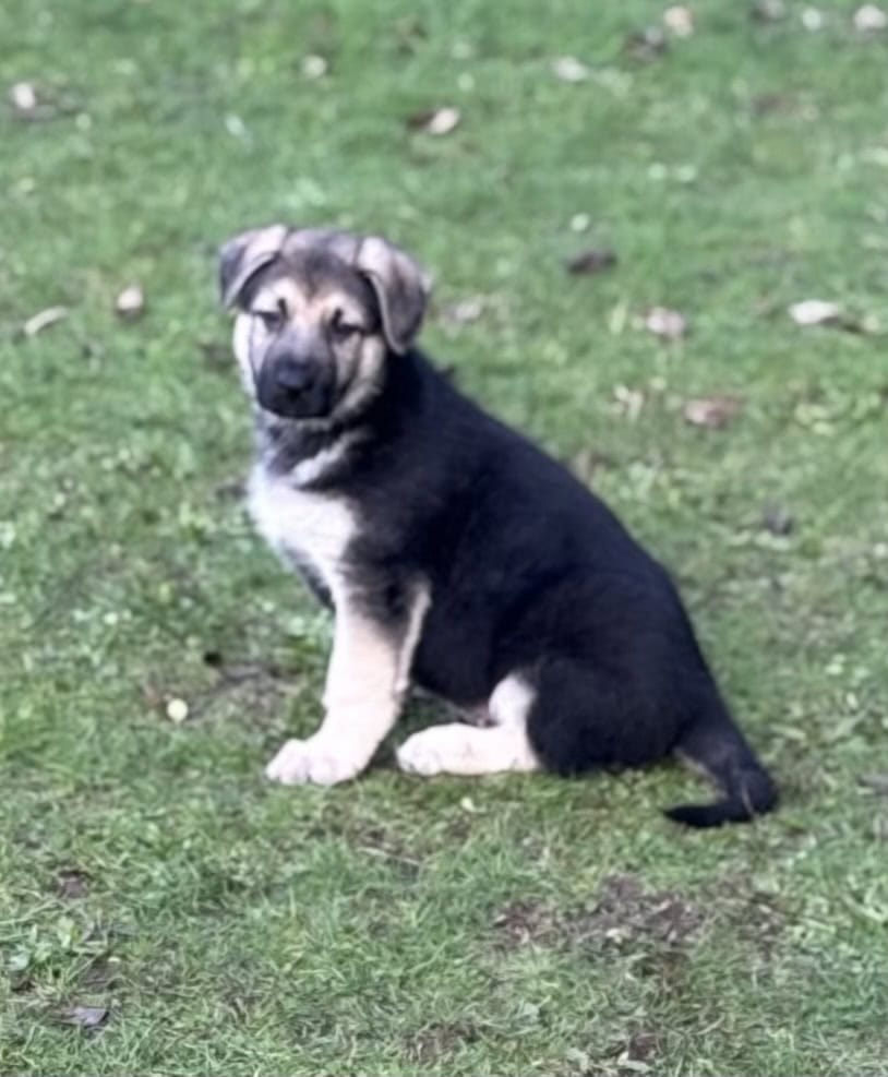 German Shepherd Puppies image 1