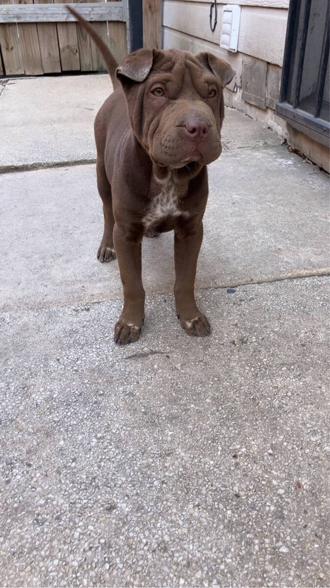 Girl Sharpei Available image 2