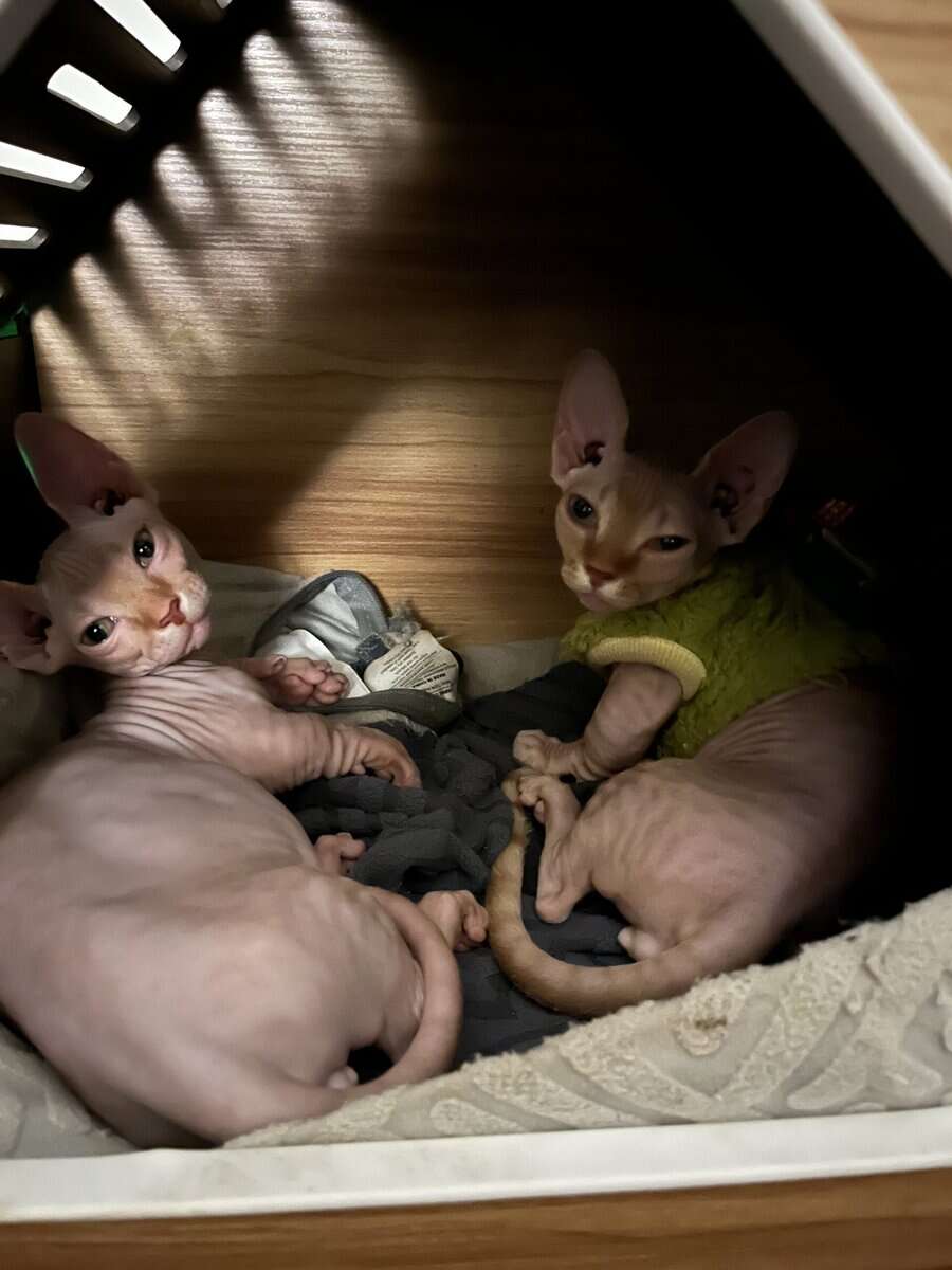 Bambino Sphynx Kitten — ready to go home! image 2