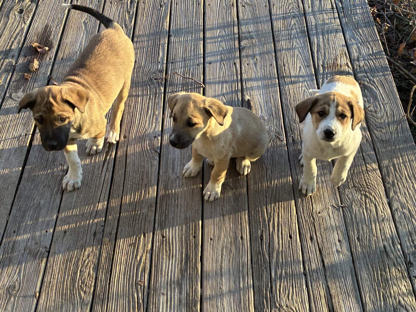 Five Great Pyrenees/hound mix puppies to good home image 4