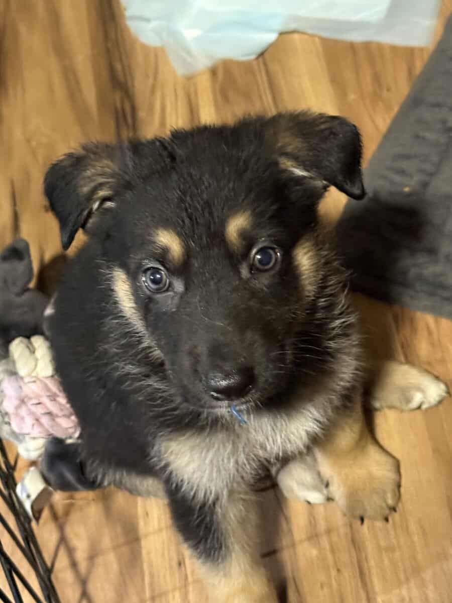 German shepherd puppies ready 12/20/2025 image 17