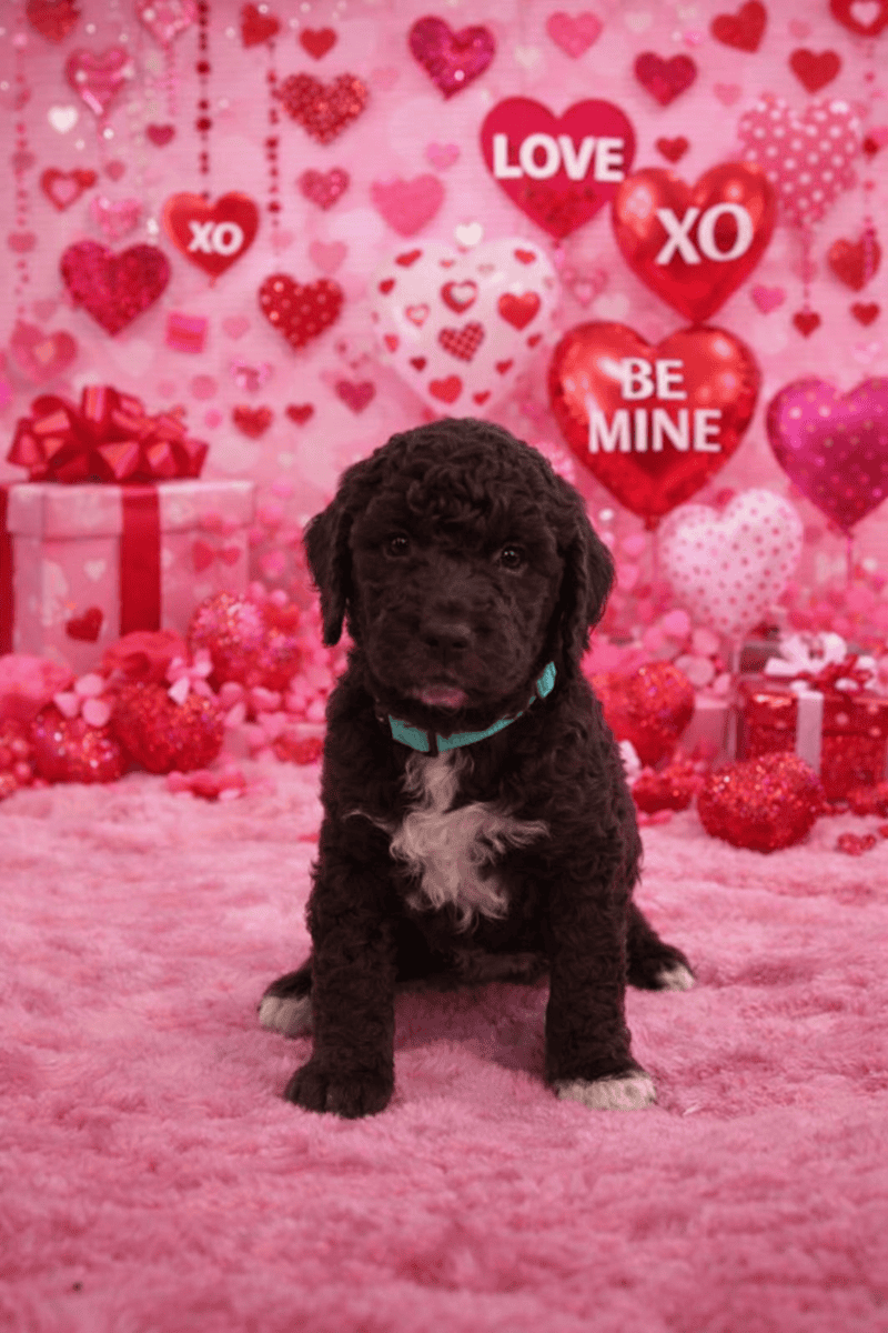 Labradoodle puppies available image 5