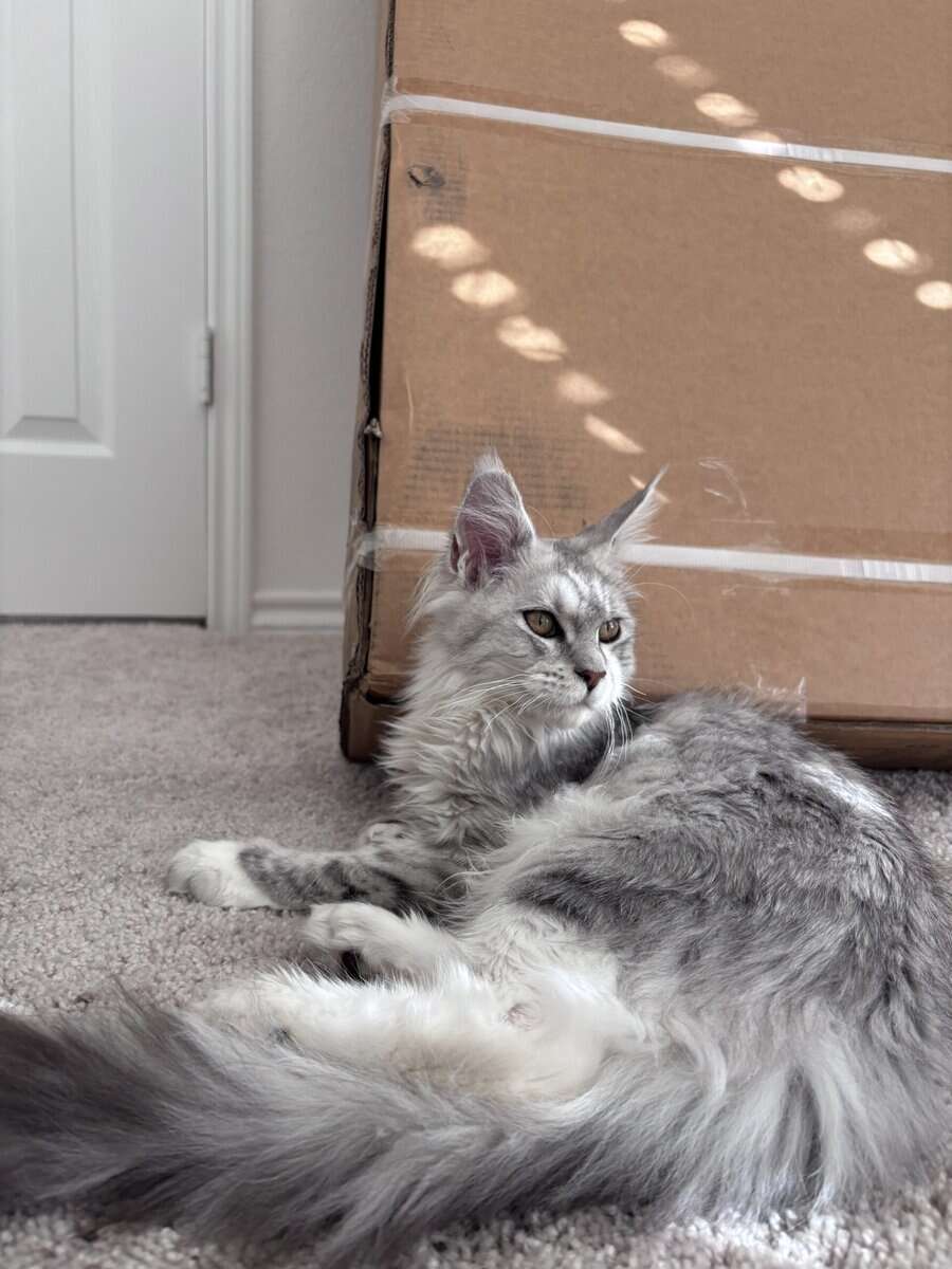 Female Polydactyl Maine Coon image 1