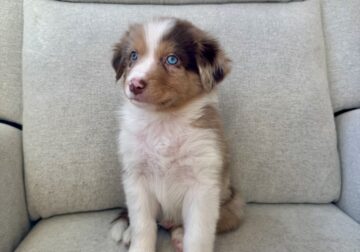 Red Merle Australian Shepherd Puppy With Rare Eyes