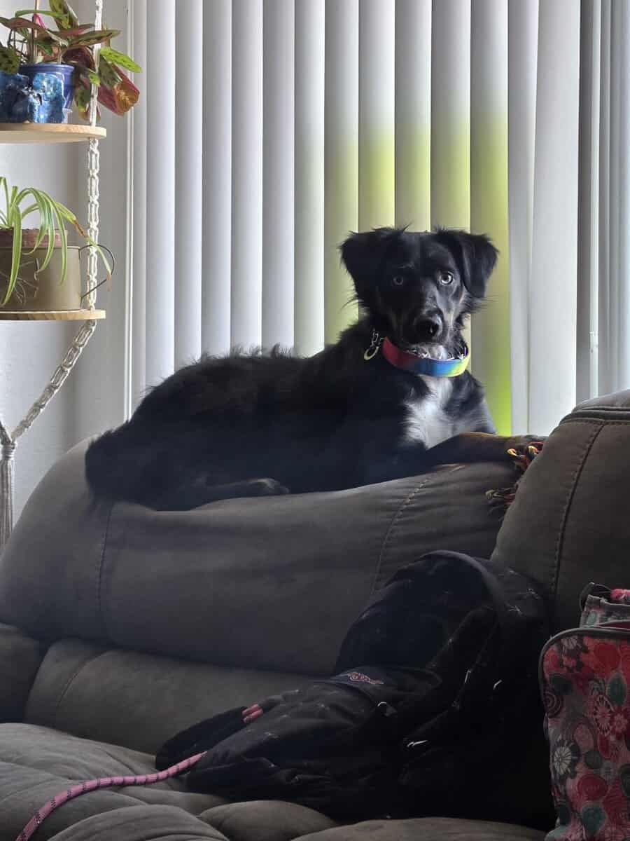 2 year old Female Australian Shepherd image 1