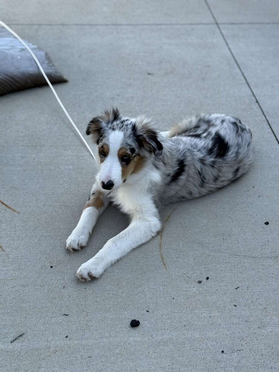 6 month old Australian Shepard for sale image 1