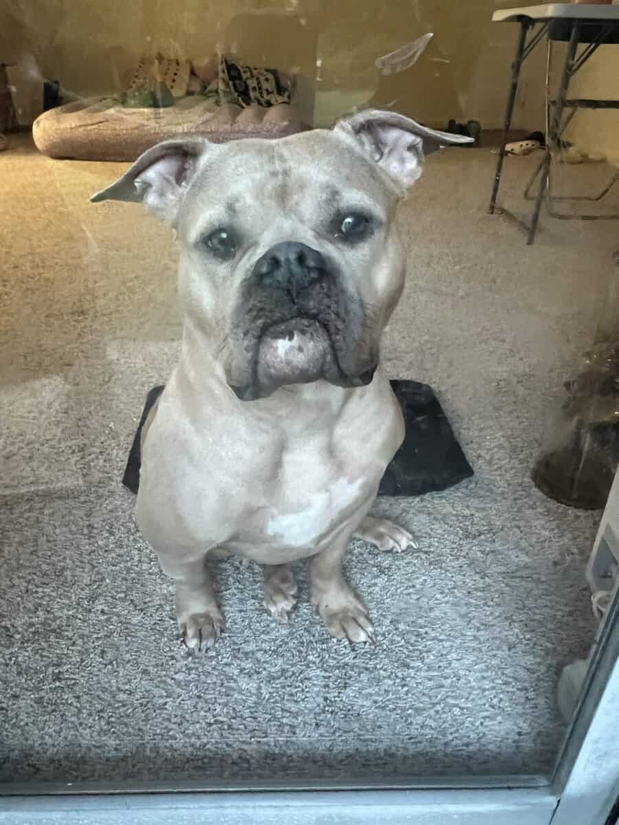 Full Breed American Pocket Bully image 2