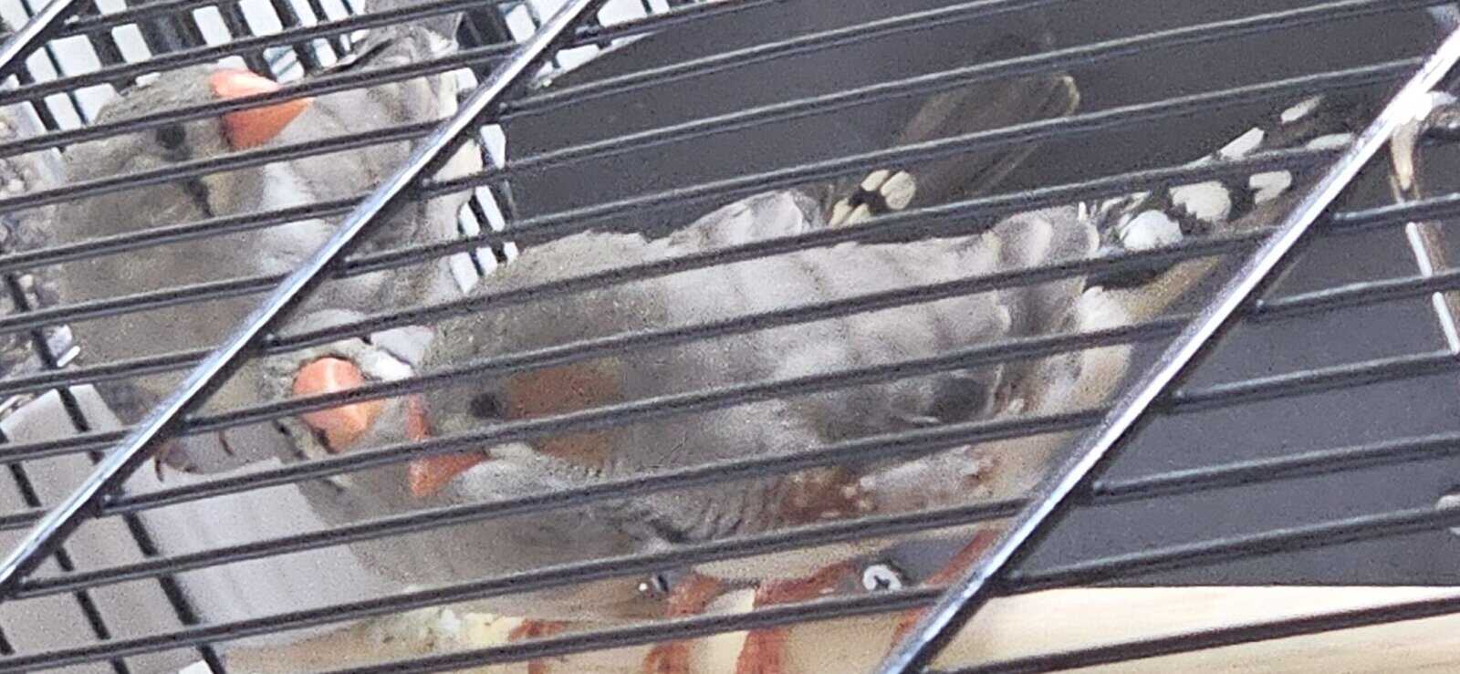 Up to THREE Zebra Finches babies image 1