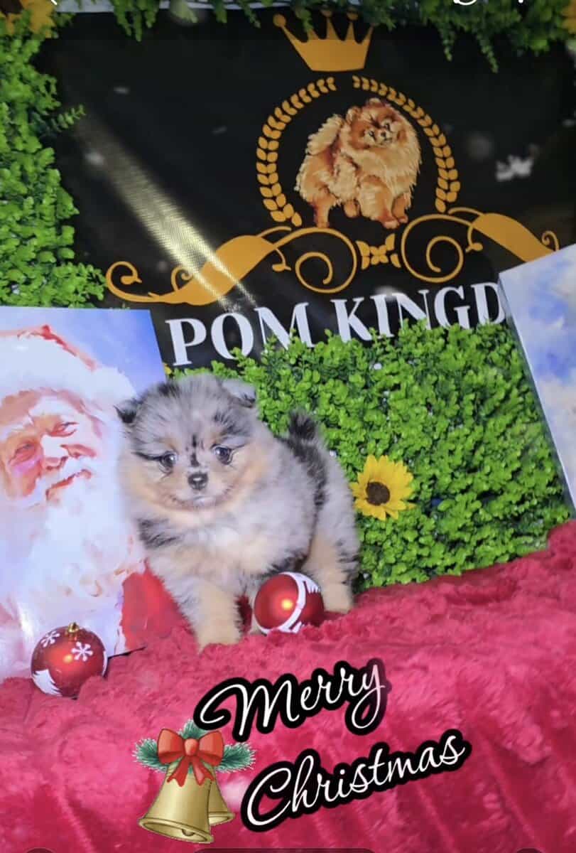 Pomeranians available image 4