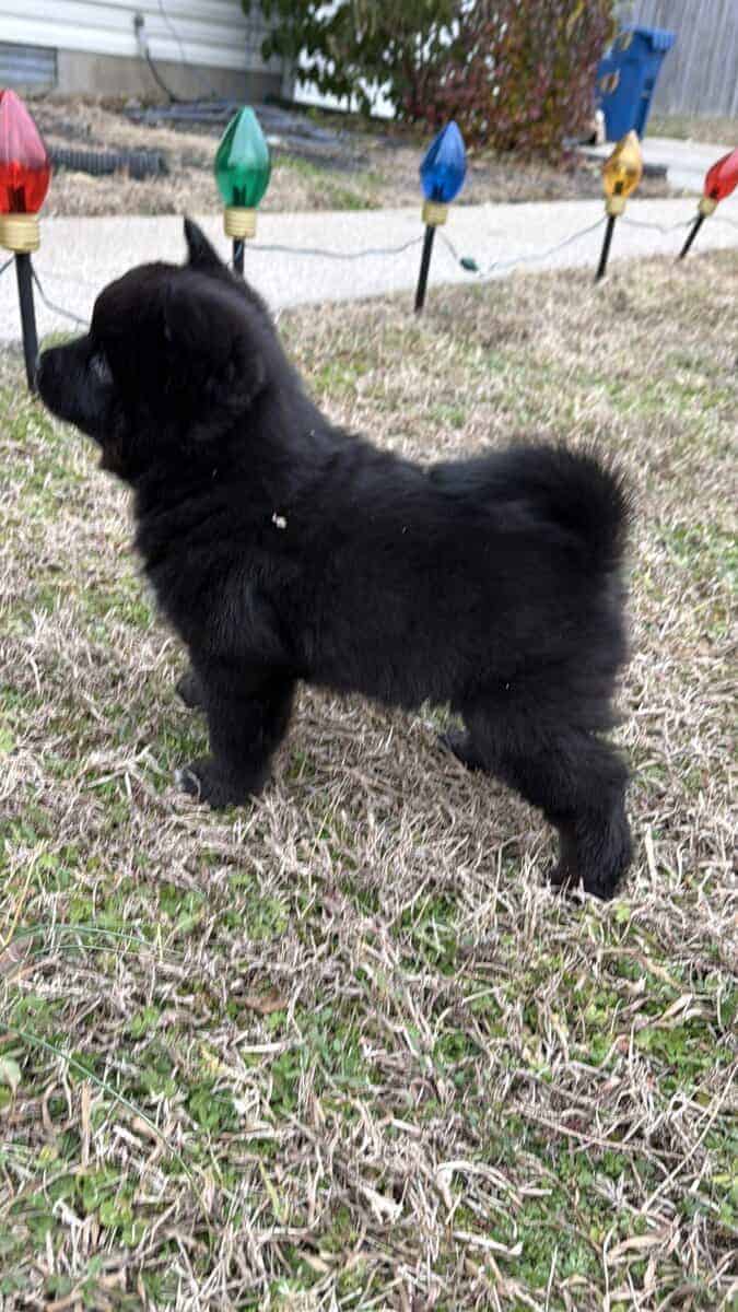 Artur the Pomsky image 6