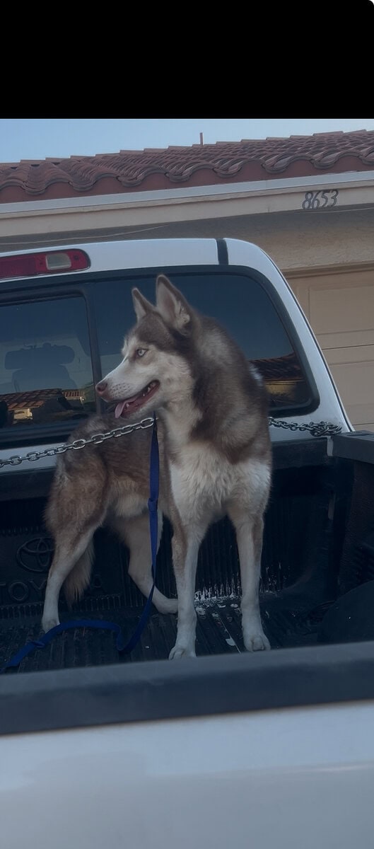 Siberian Husky image 2