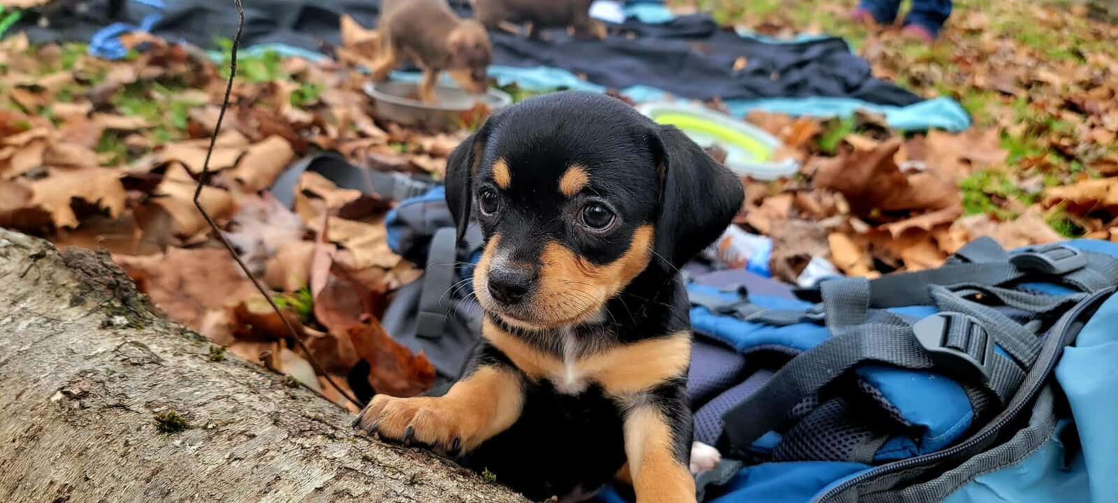 Italian Greyhound/Chihuahua Mix Puppies image 3