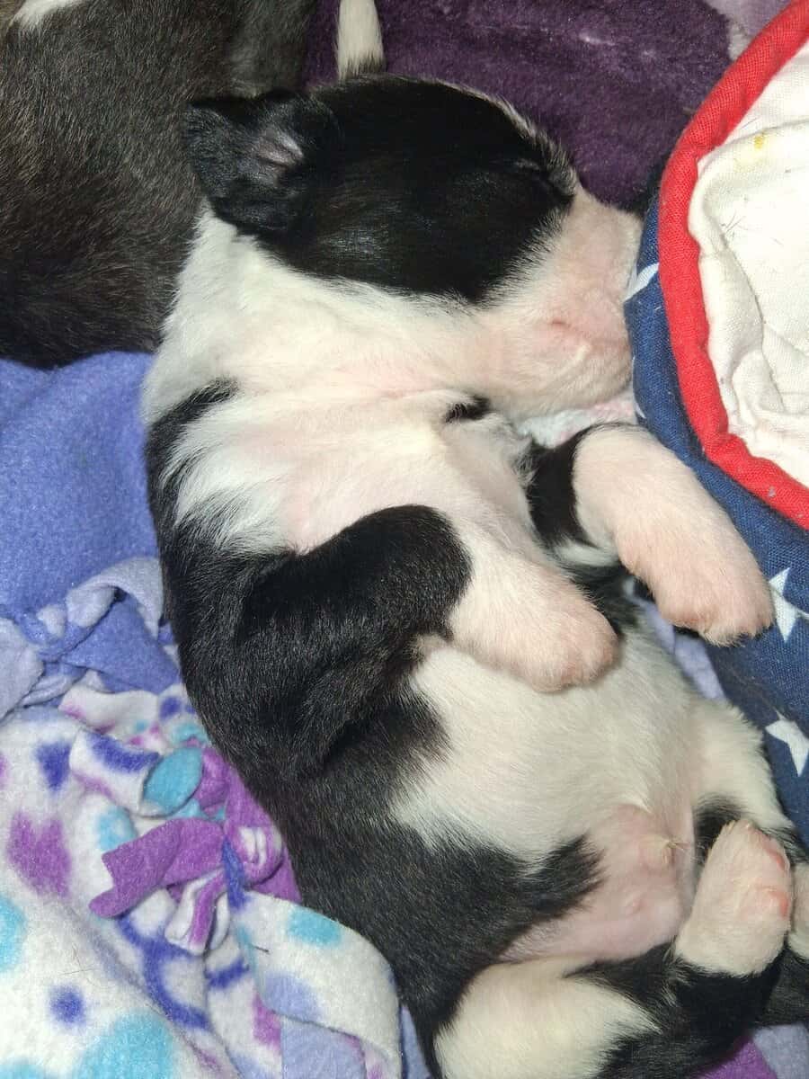 PITOODLE PUPPIES image 18