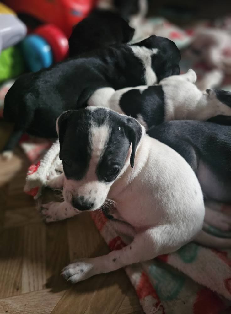 Puppies image 5
