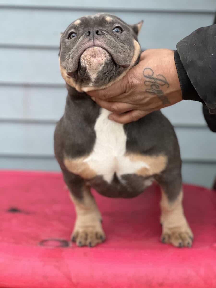 5 month blue tri female image 6