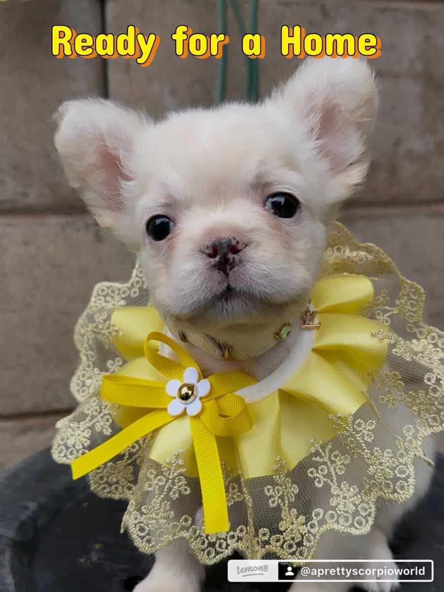 French bulldog puppy image 1