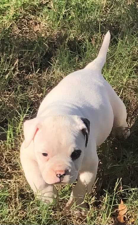 American Bulldog puppy image 1