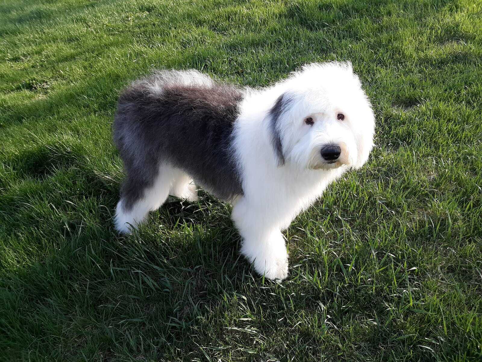 Looking for a standard poodle image 2