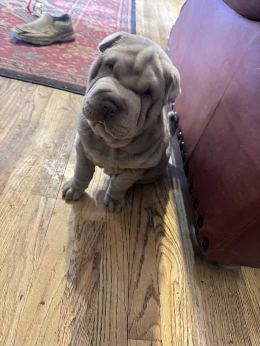 Chinese Shar Pei Pups image 3