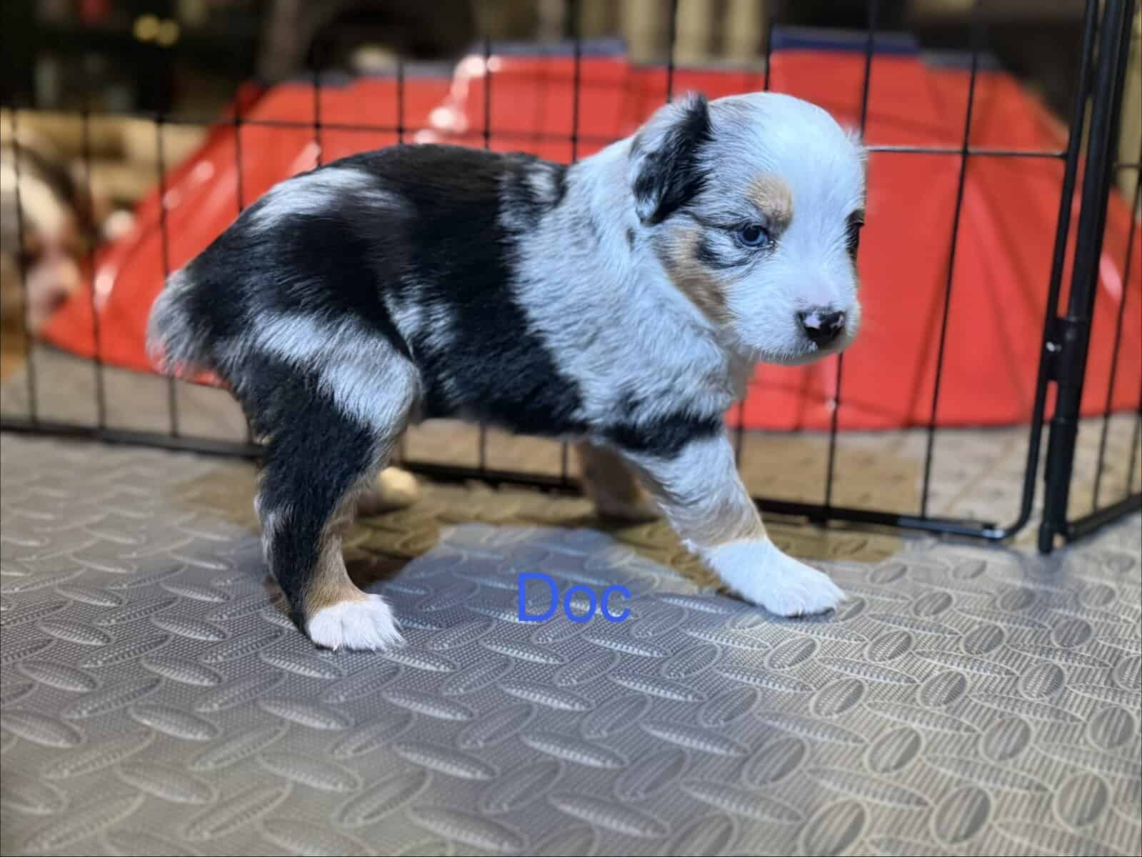 Mini Australian Shepard Puppy (Doc) image 1