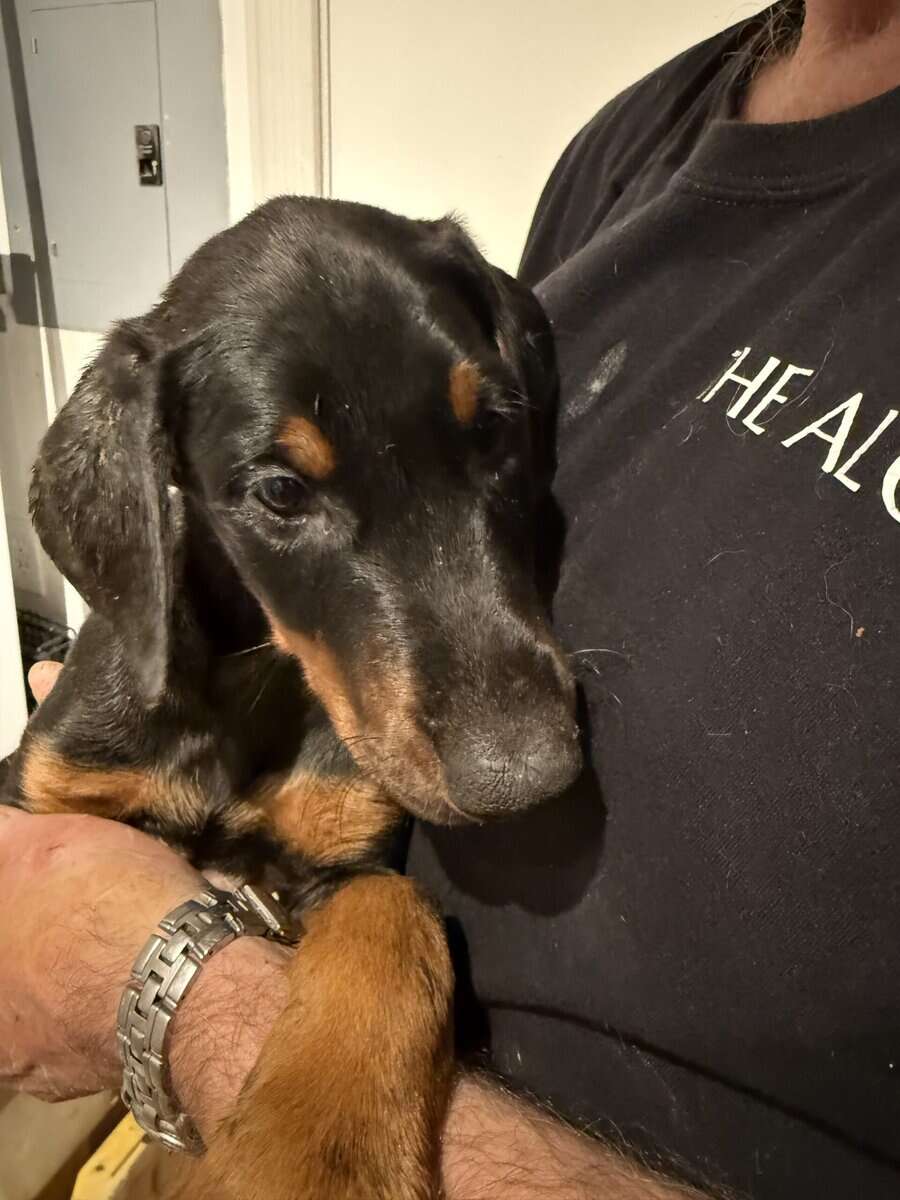 Doberman Puppies image 5