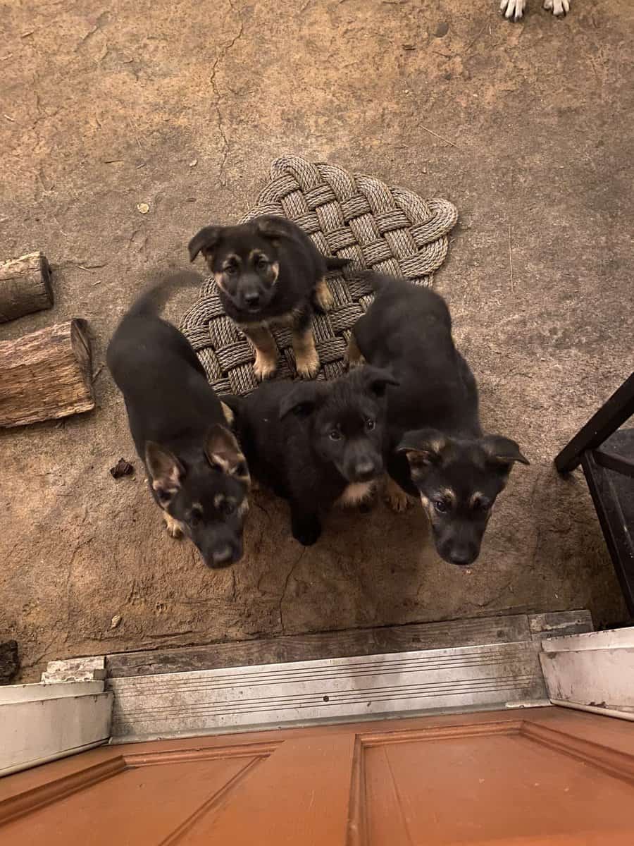 German Shepherd / Golden Retriever Mix Puppies image 2