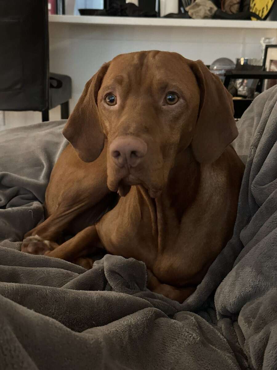 Vizsla 5 year old male image 3