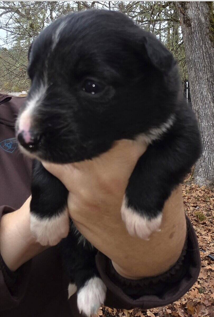 Christmas Puppies!!!...4 sold, 5 females left!!!.. image 2