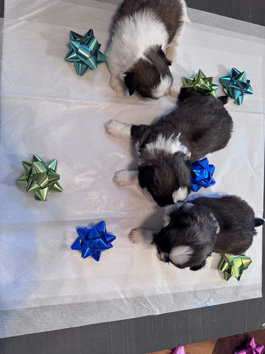• “Adorable AKC Shih Tzu Puppies Ready for Their N image 11