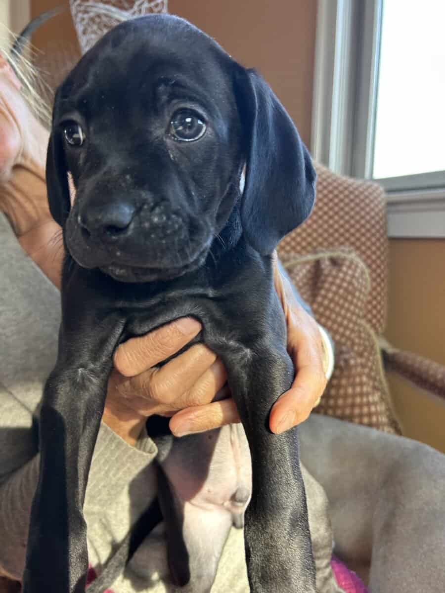 Boweimer pups image 4