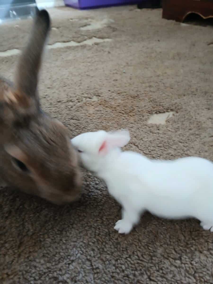 Albino Bunnies image 13