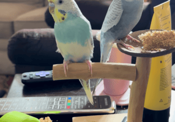 Parakeets