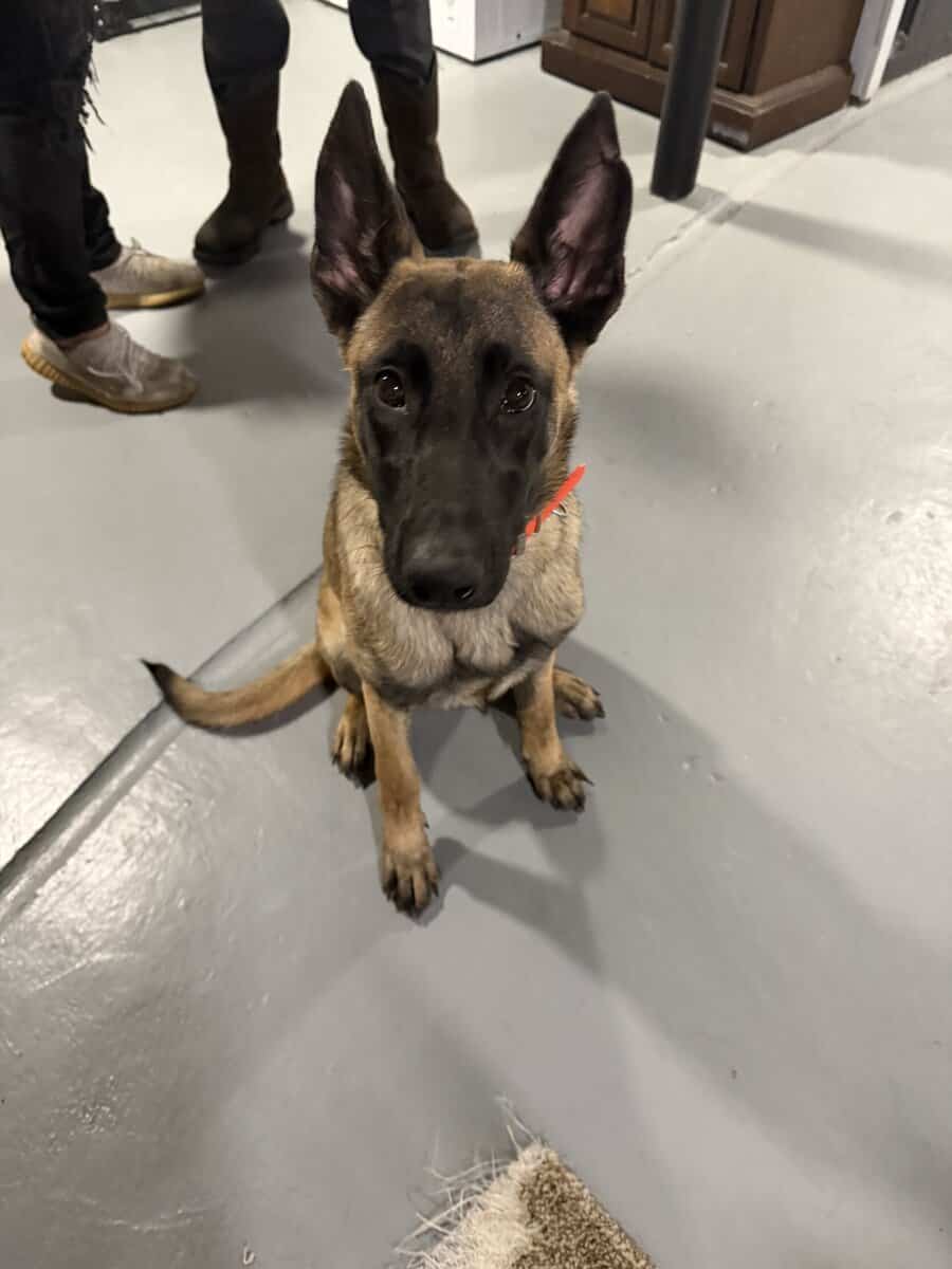 Belgium Malinois Puppy image 1