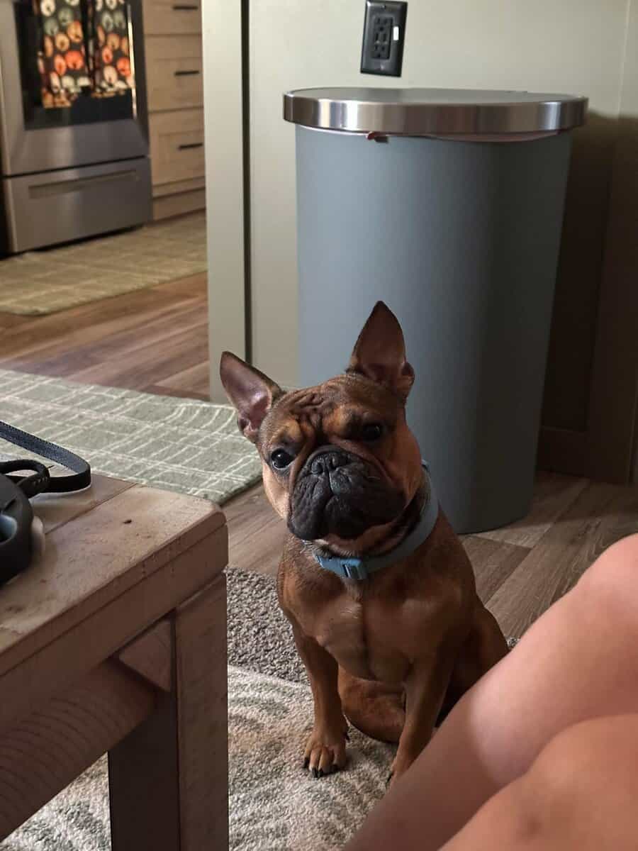 Male French bulldog image 3