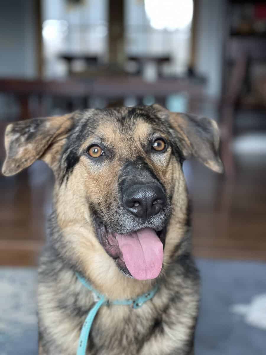 German Shepherd / Australian Shepherd image 3