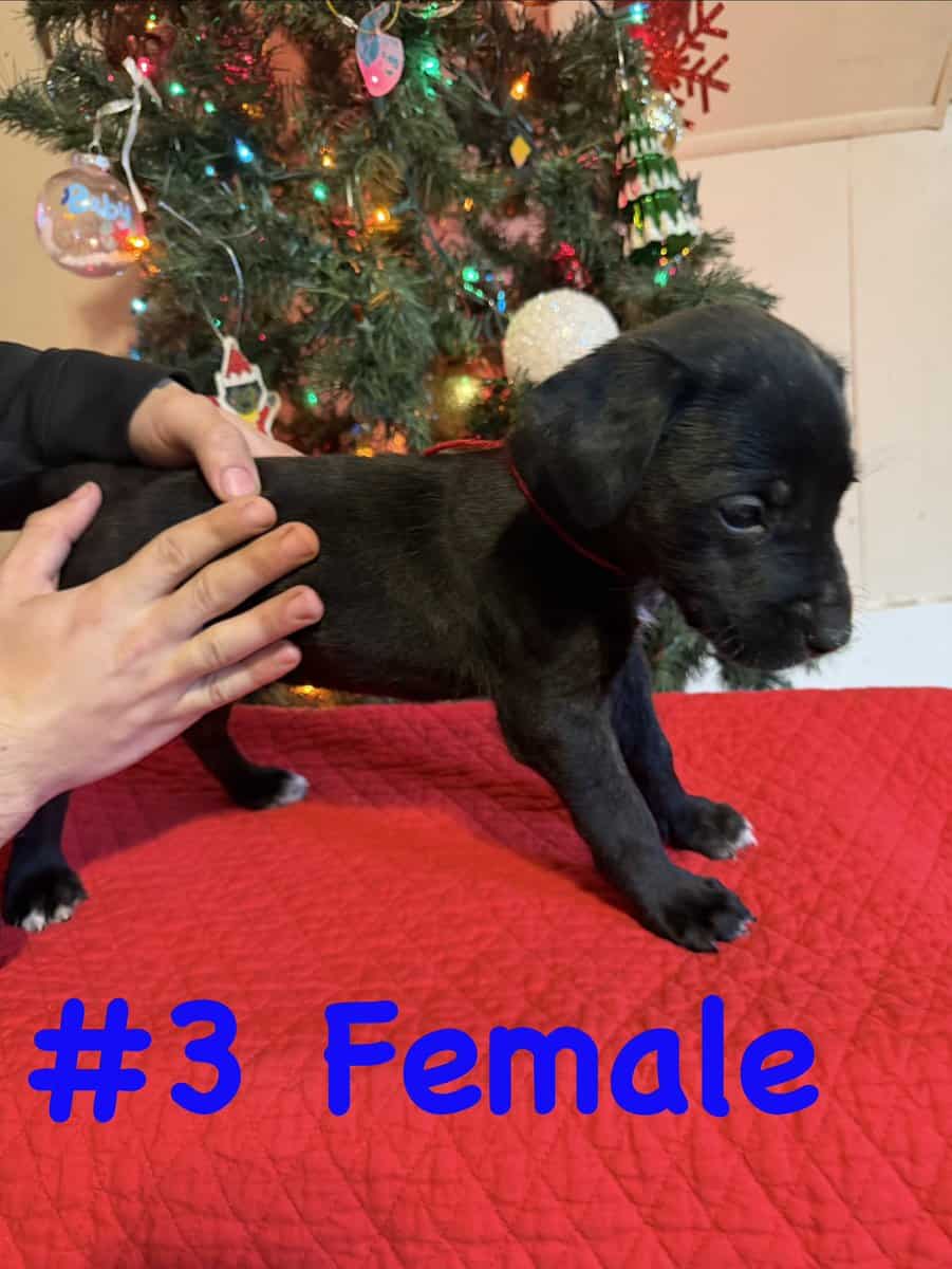 Labradane Mastiff Puppies image 3