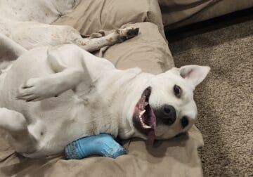 3 YR Old Australian Cattle Dog Mix