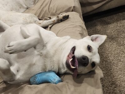 3 YR Old Australian Cattle Dog Mix