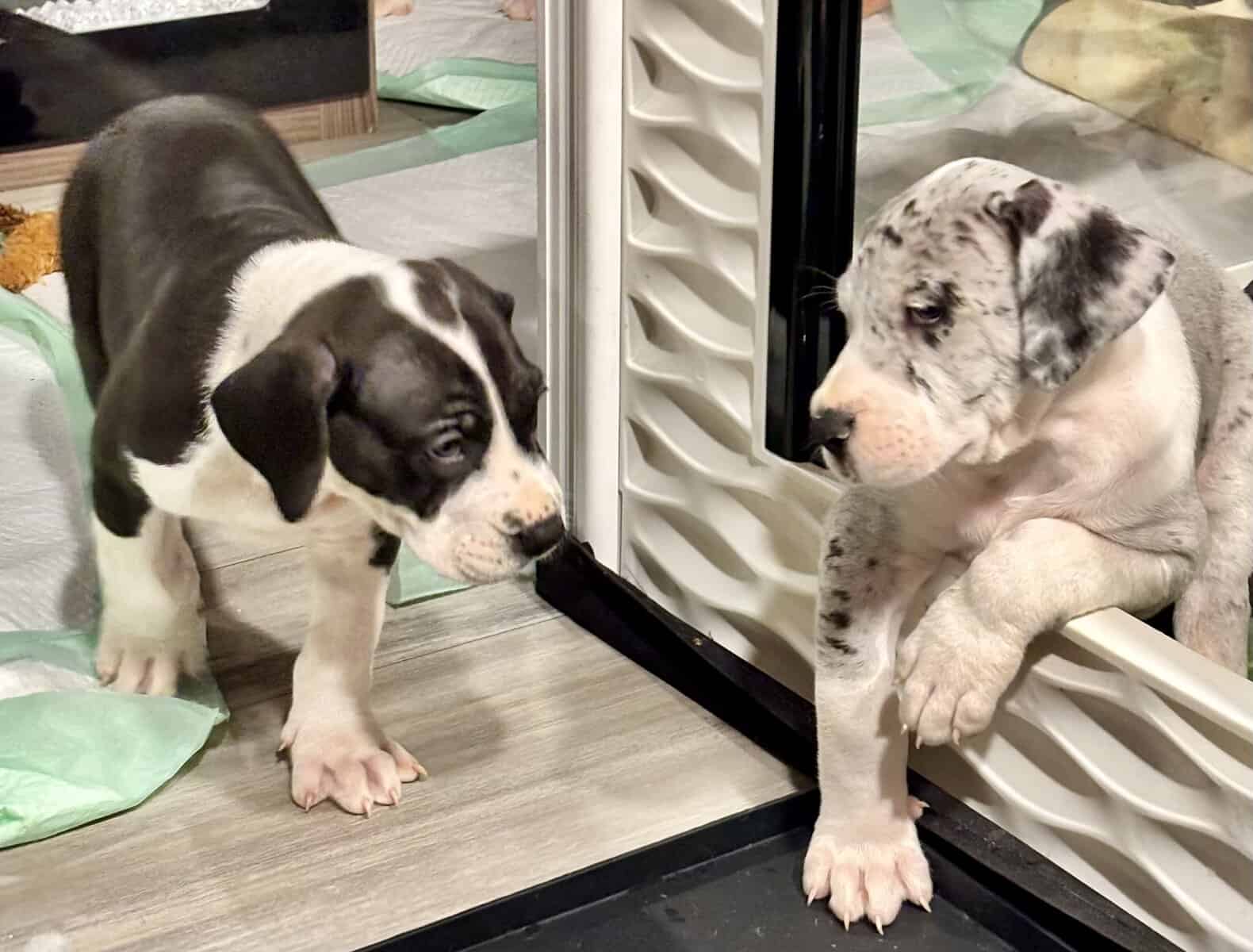 Great Dane puppies image 11