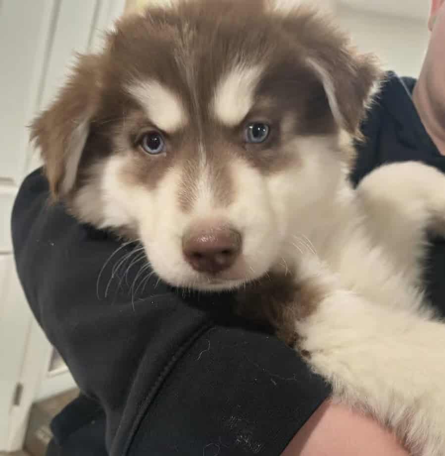 Husky Puppies image 1