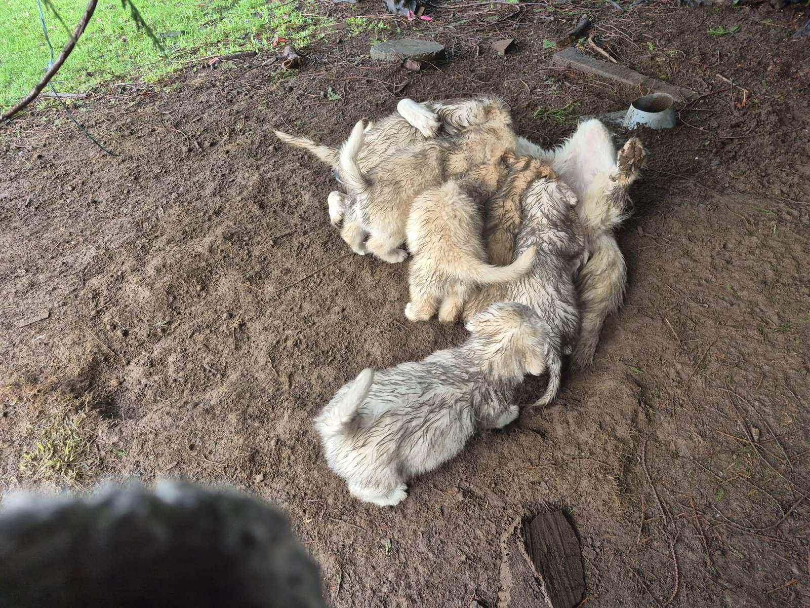 Golden Retriever/Great Pyrenees mix puppies for sa image 5