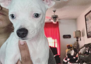 White Chi W/ Blue Eyes