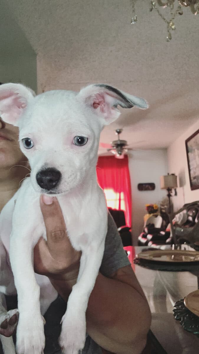 White Chi W/ Blue Eyes image 1