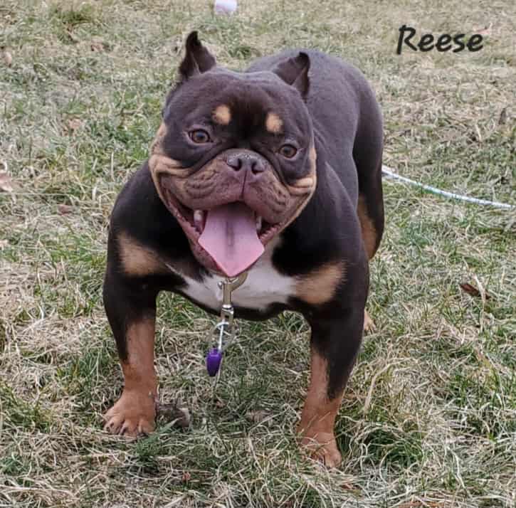 Chocolate Tri Female Exotic Bully image 2