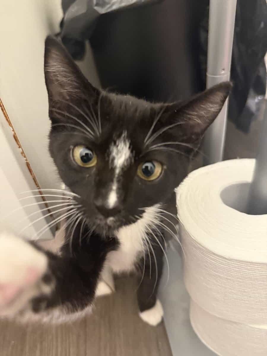 Giving away a 6 month old tuxedo cat image 6